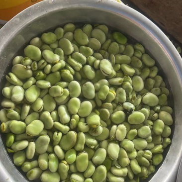 基地大板蚕豆大荚大粒饱满鲜嫩产地直供大量现货批发