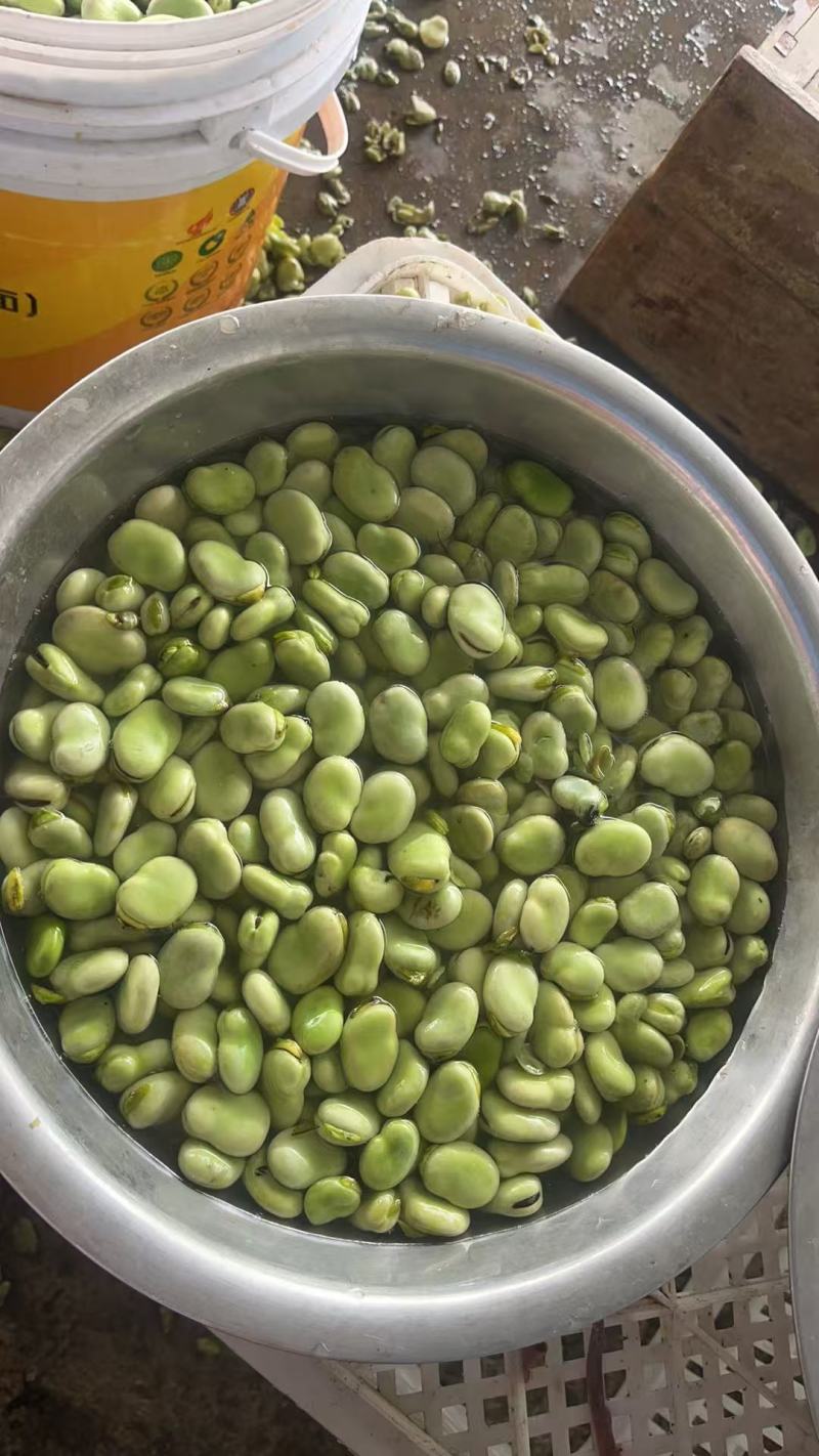 基地大板蚕豆大荚大粒饱满鲜嫩产地直供大量现货批发