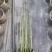 木贼