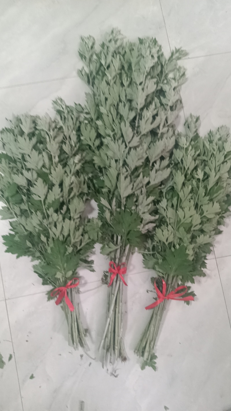 正宗新鲜整颗艾草端午现割现发基地装车预订中