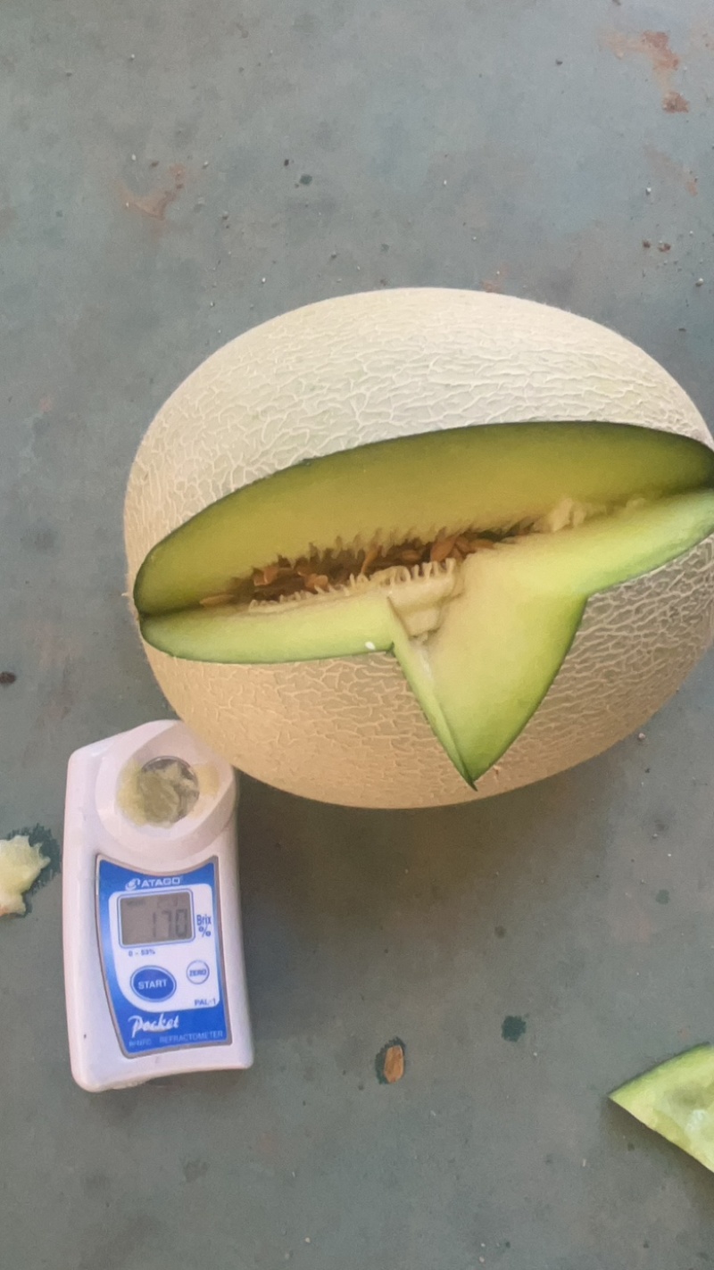 海阳网纹瓜主做一件代发
