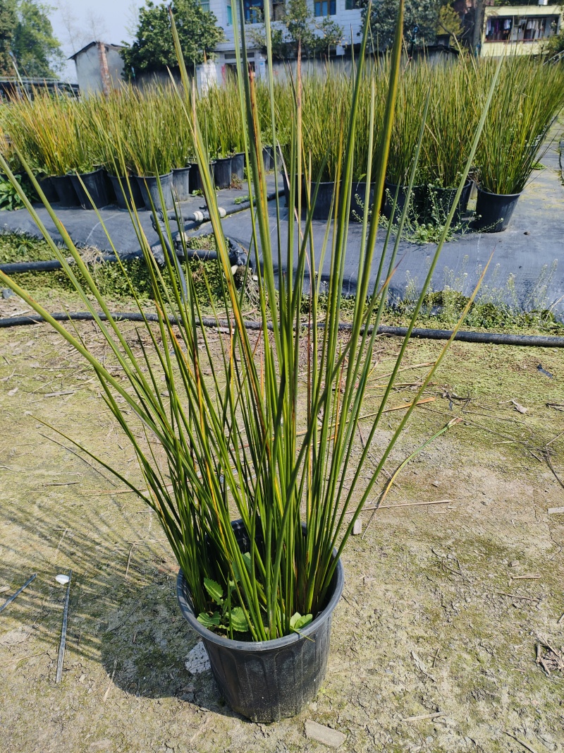 赤箭莎
