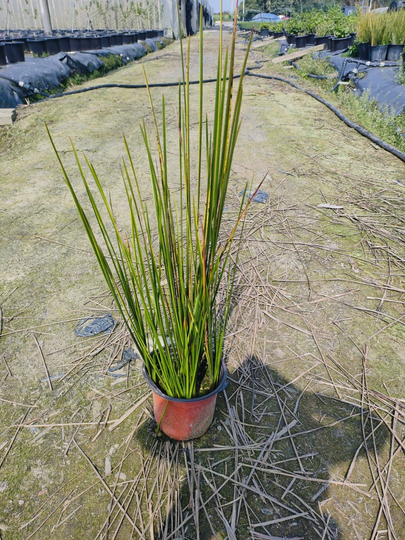 赤箭莎