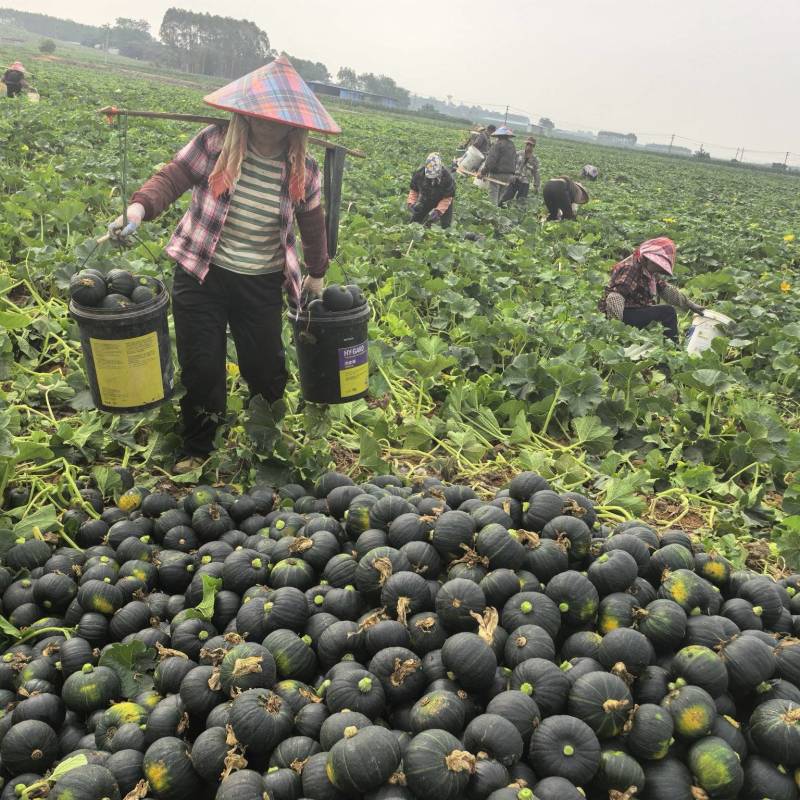 广西贝贝南瓜板栗南瓜粉糯香甜适合电商批发市场。