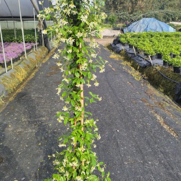 风车茉莉