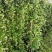 风车茉莉