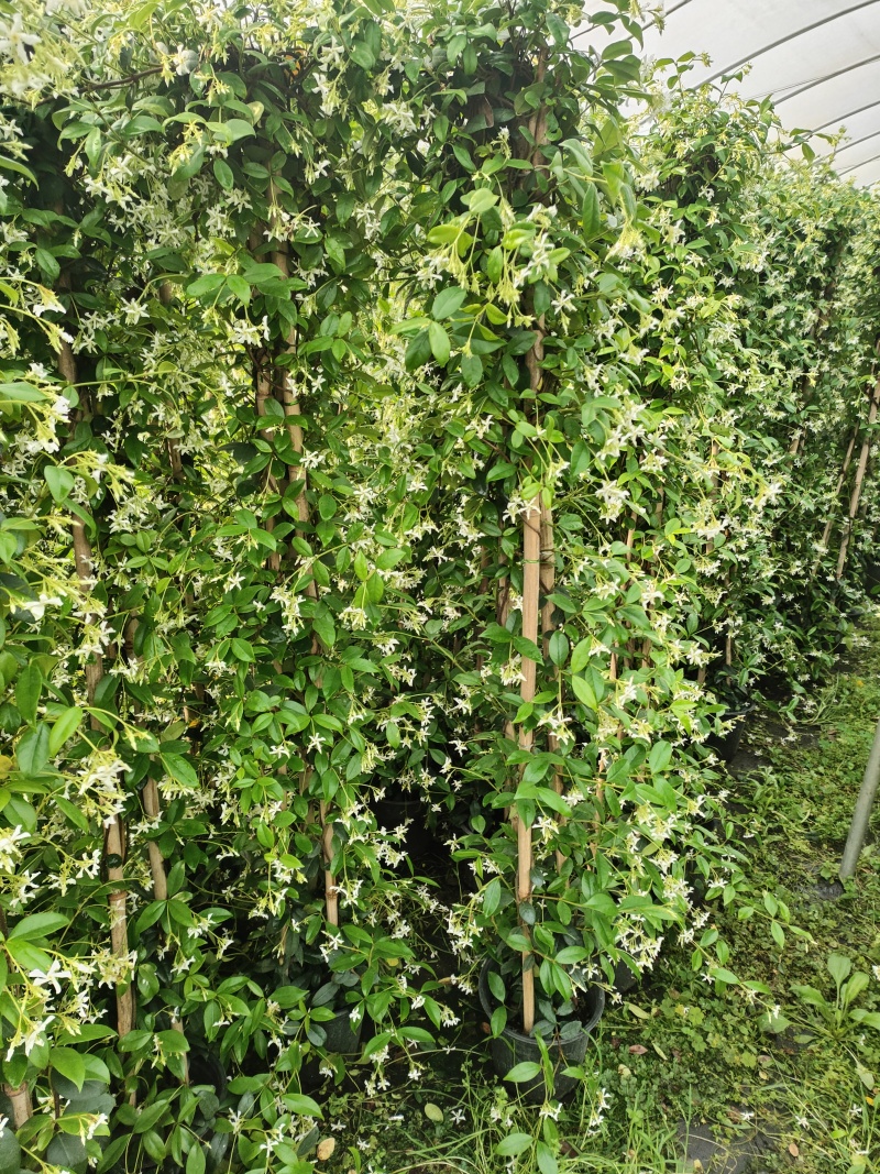 风车茉莉