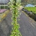 风车茉莉