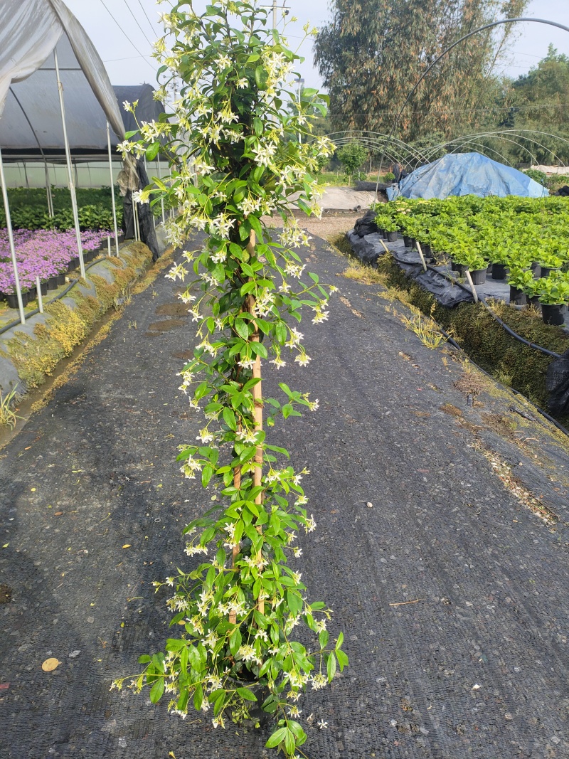 风车茉莉