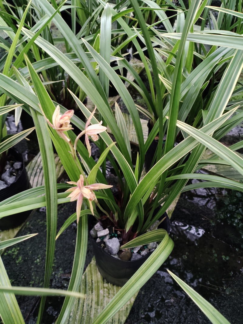黄金彩虹(建兰)