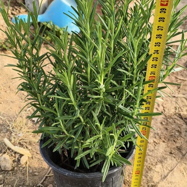 迷迭香，迷迭香杯苗，种植基地，小杯，双色杯，加仑盆，大量