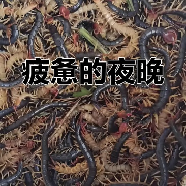 活体蜈蚣