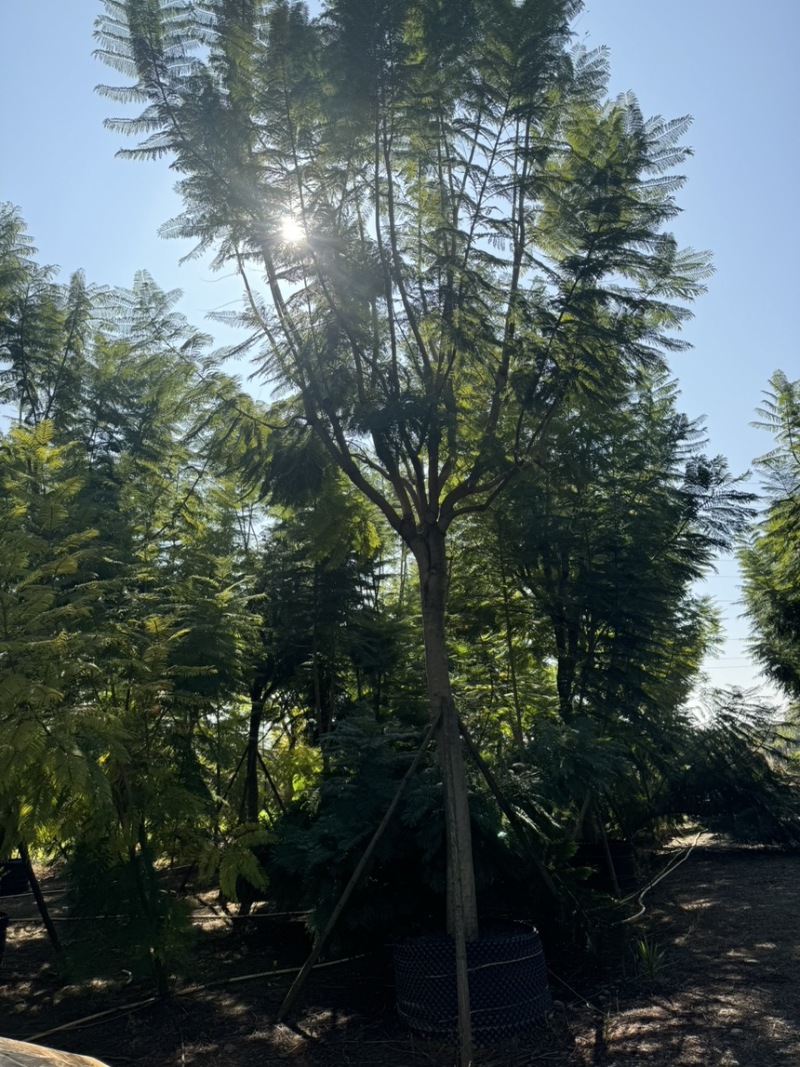 蓝花楹移栽袋苗6～25分的都有熟苗喜欢的老板来了