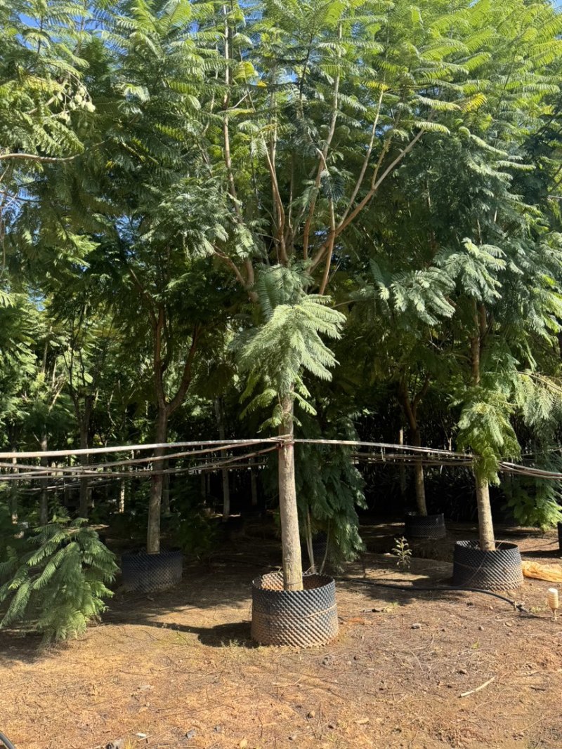 蓝花楹移栽袋苗6～25分的都有熟苗喜欢的老板来了