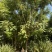 蓝花楹移栽袋苗6～25分的都有熟苗喜欢的老板来了