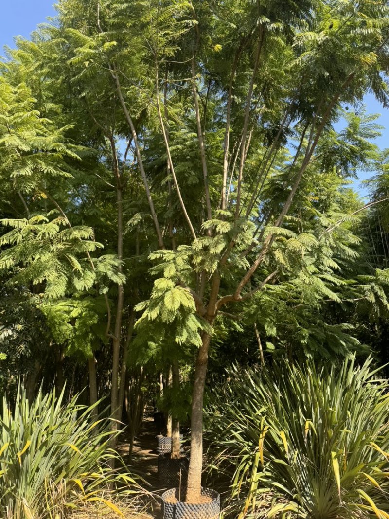蓝花楹移栽袋苗6～25分的都有熟苗喜欢的老板来了