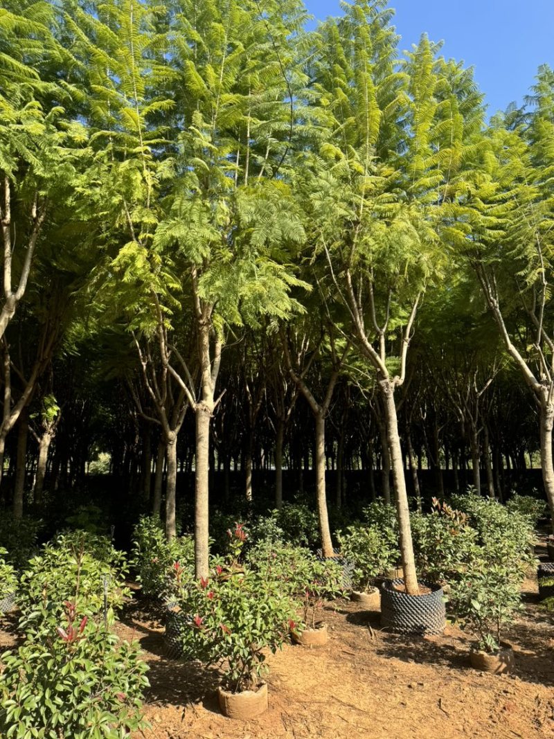 蓝花楹移栽袋苗6～25分的都有熟苗喜欢的老板来了