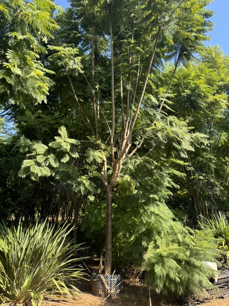 蓝花楹移栽袋苗6～25分的都有熟苗喜欢的老板来了