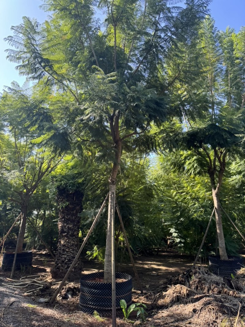 蓝花楹移栽袋苗6～25分的都有熟苗喜欢的老板来了
