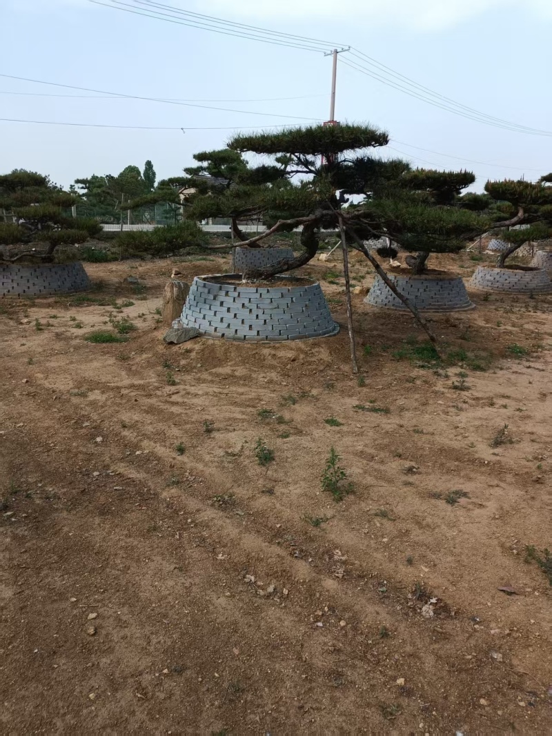 【优选】一手货源造型松对接全国市场成活率高品质正在热卖中