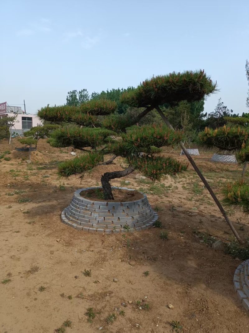【优选】一手货源造型松对接全国市场成活率高品质正在热卖中