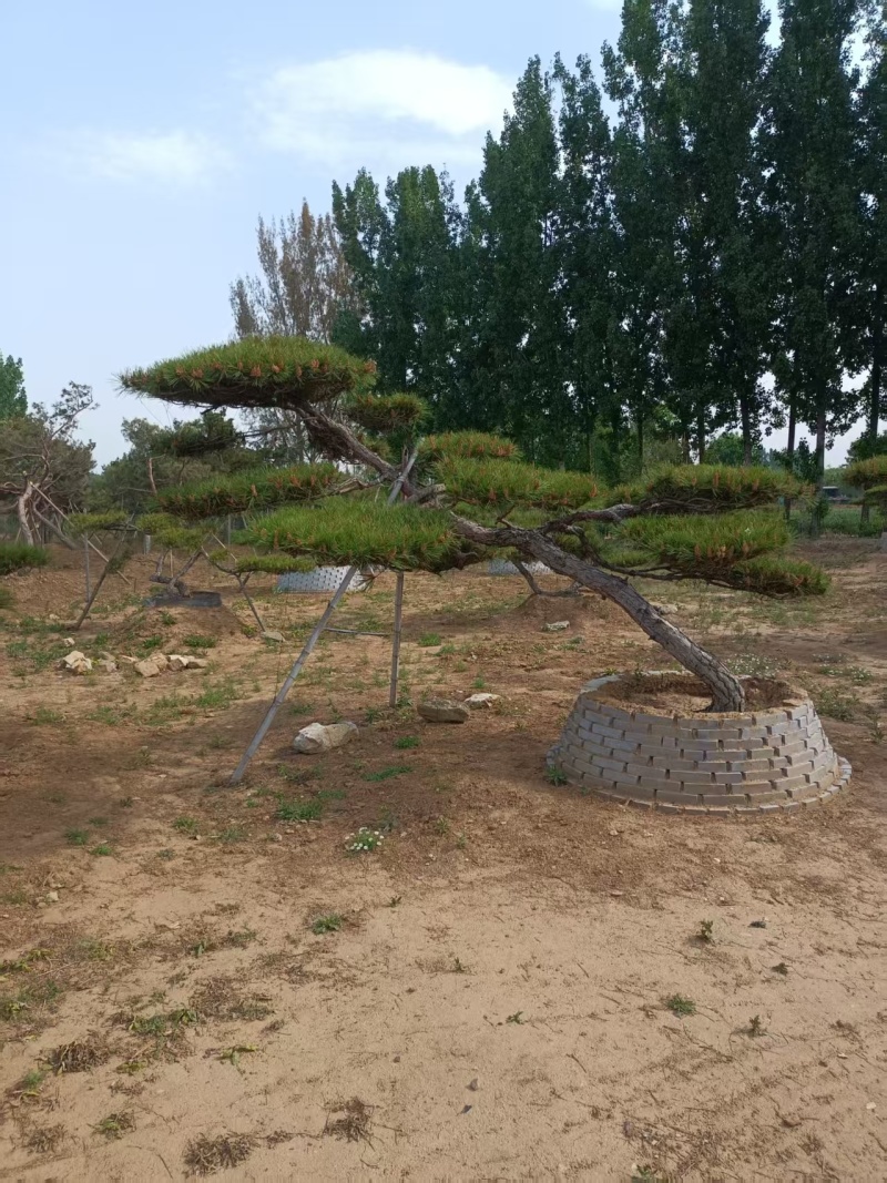 【优选】一手货源造型松对接全国市场成活率高品质正在热卖中