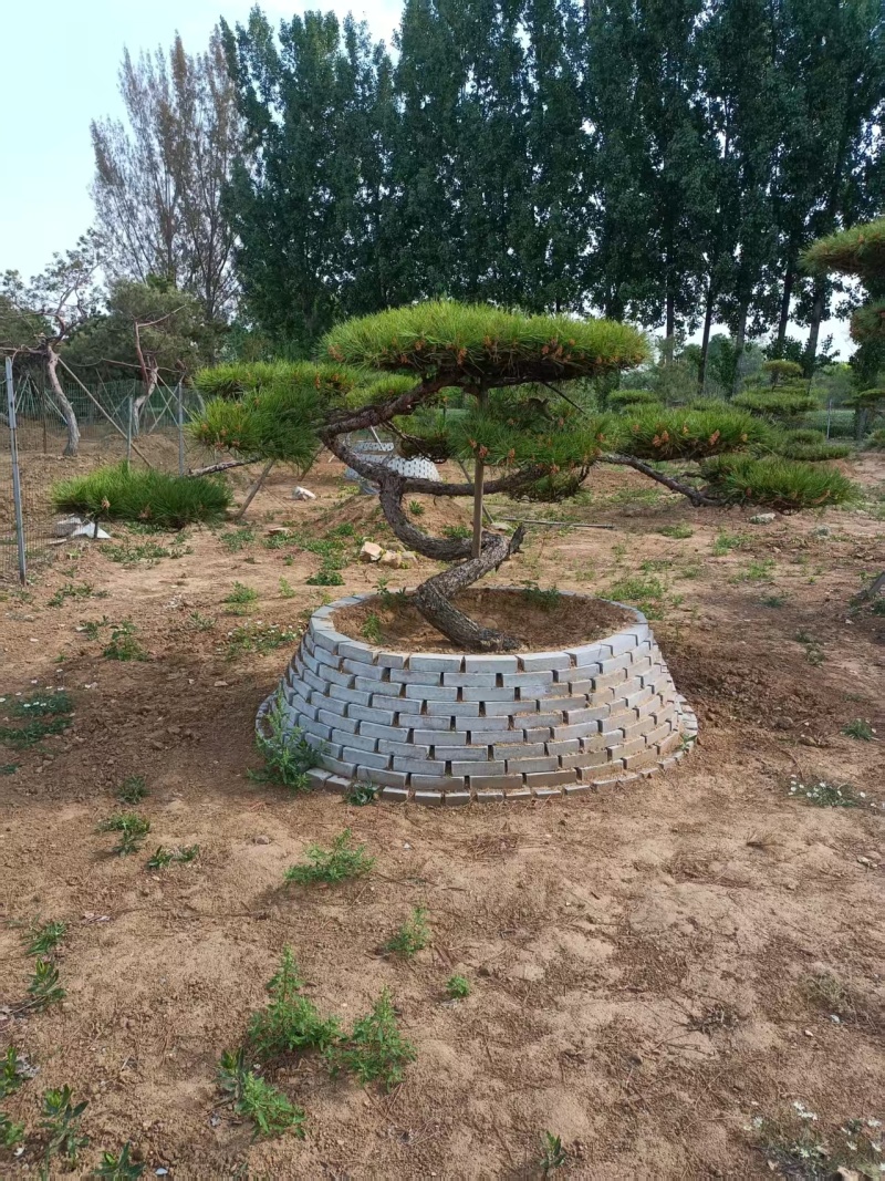 【优选】一手货源造型松对接全国市场成活率高品质正在热卖中