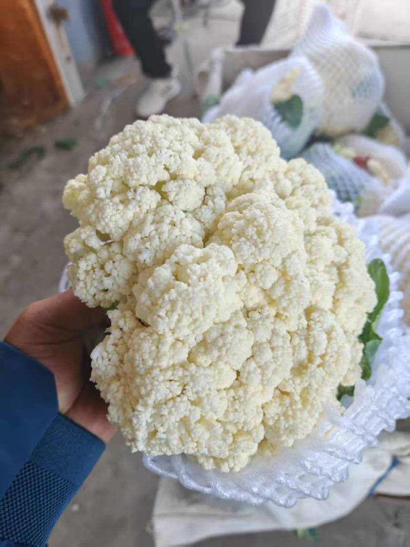 唐山乐亭精品有机花大量上市，承接全国客商，诚信经营，货源充足