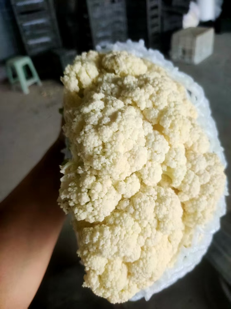 唐山乐亭精品有机花大量上市，承接全国客商，诚信经营，货源充足