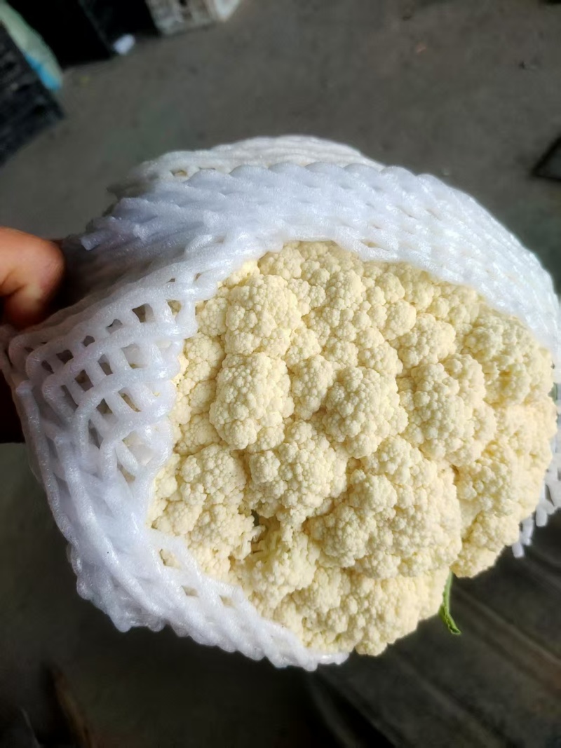唐山乐亭精品有机花大量上市，承接全国客商，诚信经营，货源充足