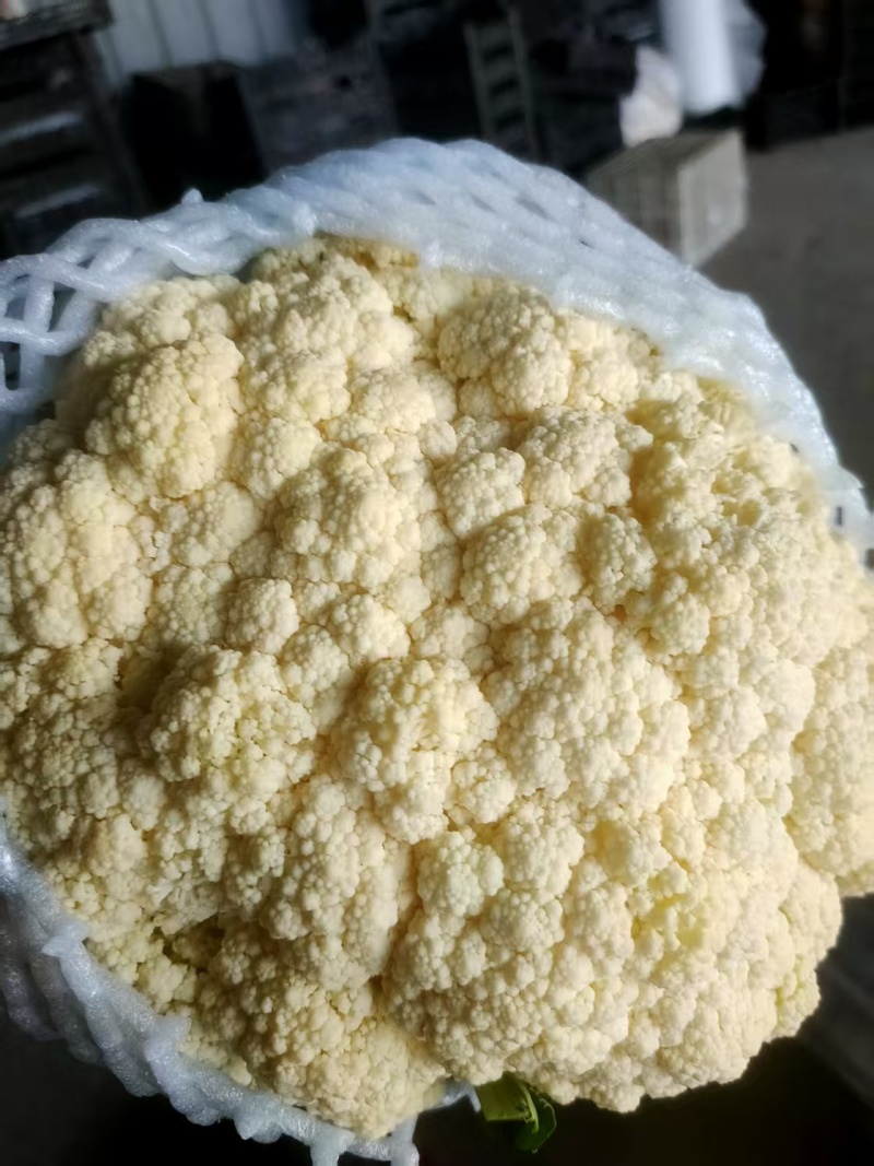 唐山乐亭精品有机花大量上市，承接全国客商，诚信经营，货源充足