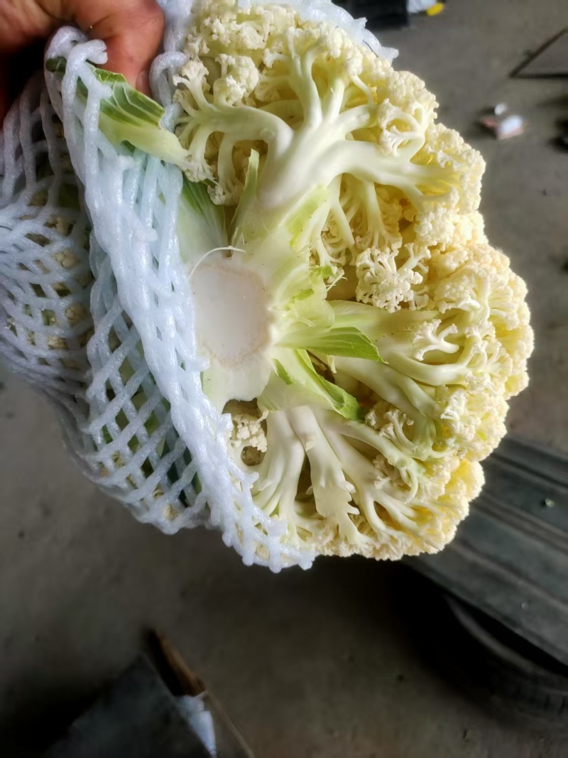 唐山乐亭精品有机花大量上市，承接全国客商，诚信经营，货源充足