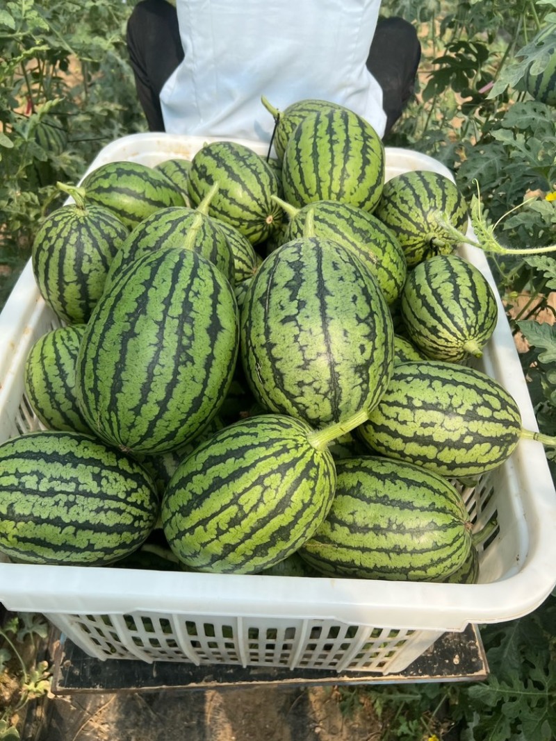 蒲城938吊兰西瓜/小糖丸西瓜/小吊篮/全美2k代收代发