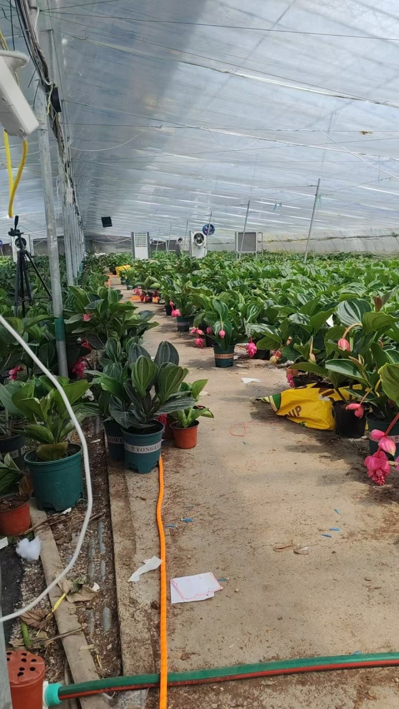 荷兰进口宝莲灯原盆原土带花苞发货，批发零售，支持一件代发