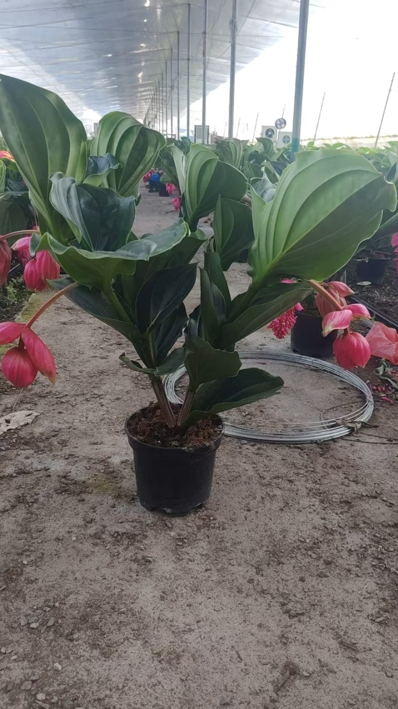 荷兰进口宝莲灯原盆原土带花苞发货，批发零售，支持一件代发