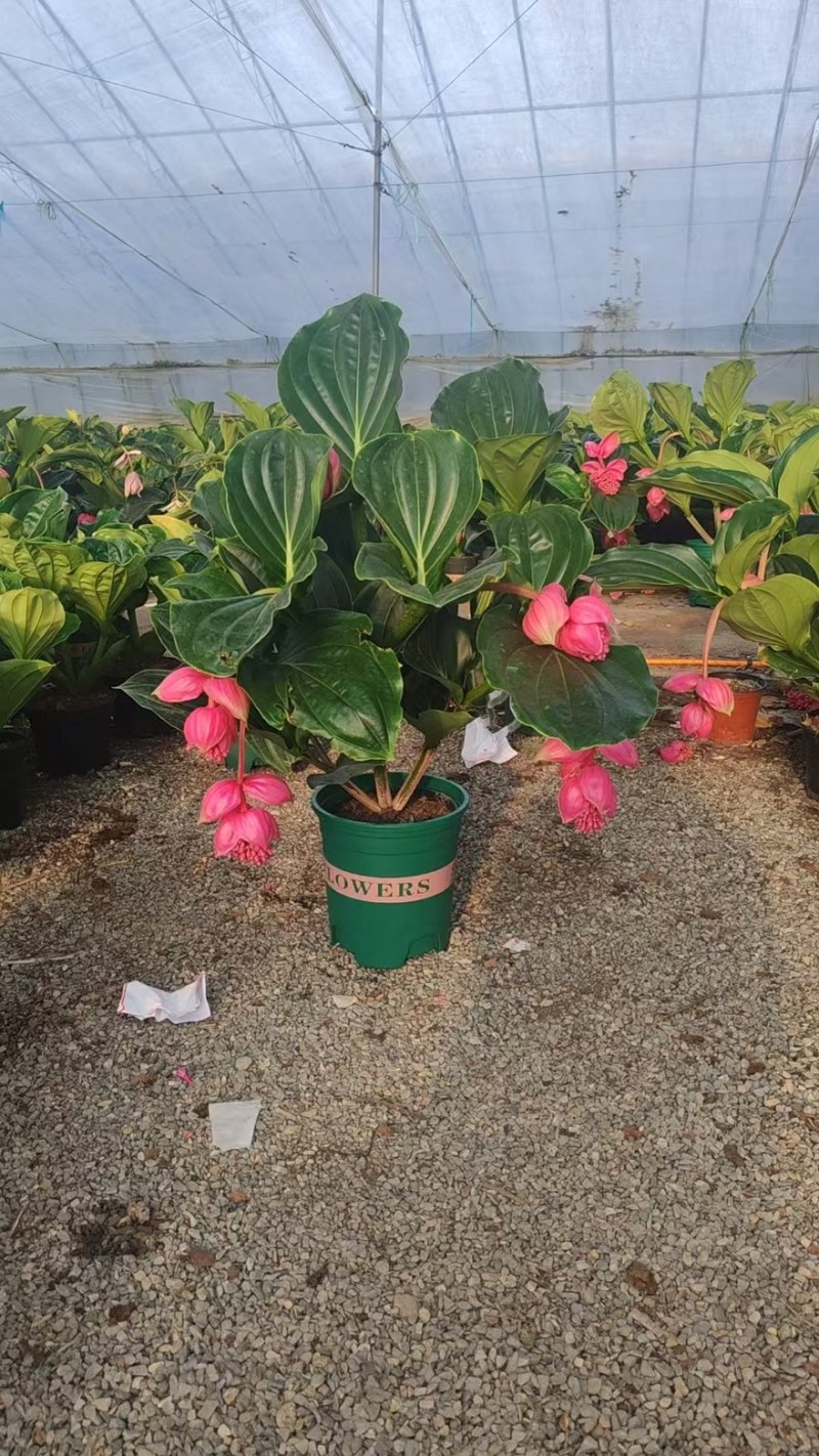 荷兰进口宝莲灯原盆原土带花苞发货，批发零售，支持一件代发