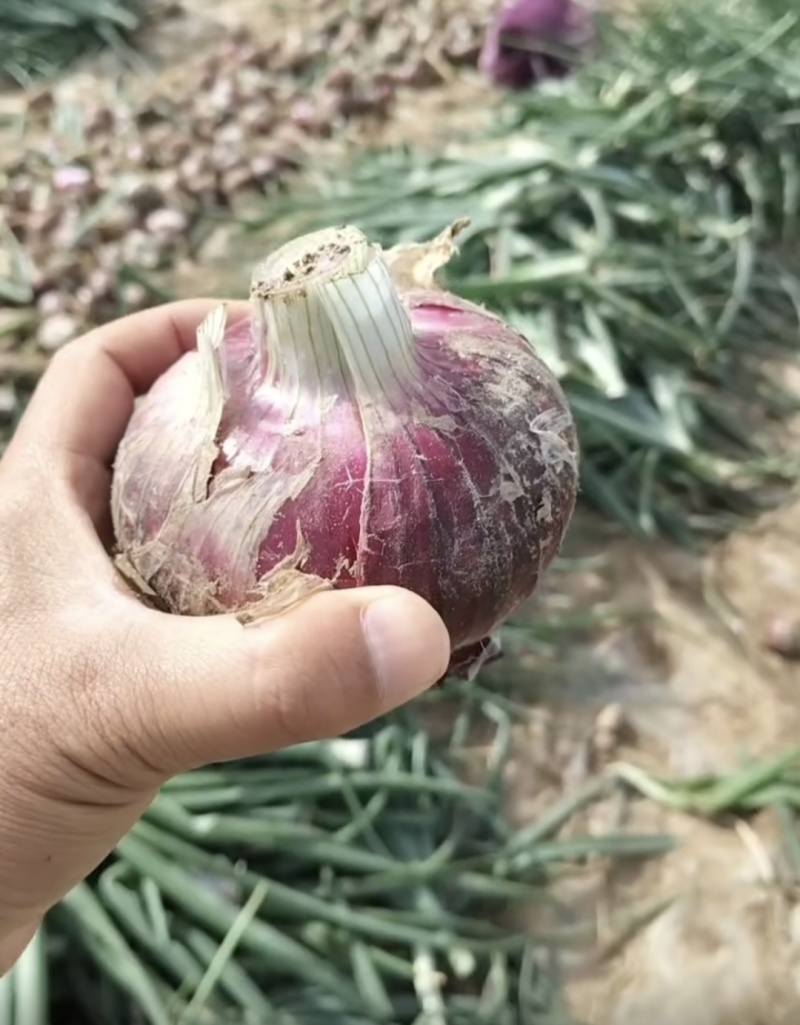 开封洋葱大量上市！个头饱满、产地直发，量大从优