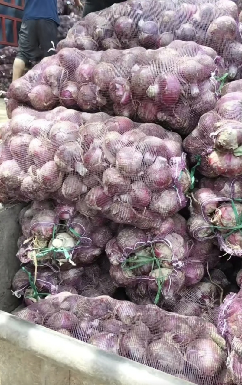 开封洋葱大量上市！个头饱满、产地直发，量大从优