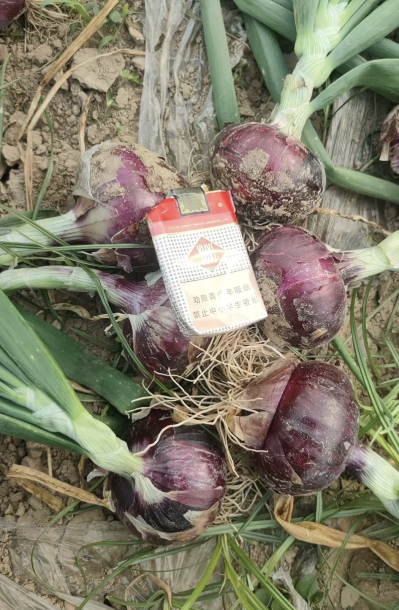 开封洋葱大量上市！个头饱满、产地直发，量大从优
