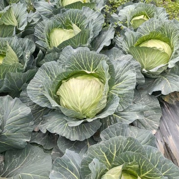 连花白，甘蓝大量有货