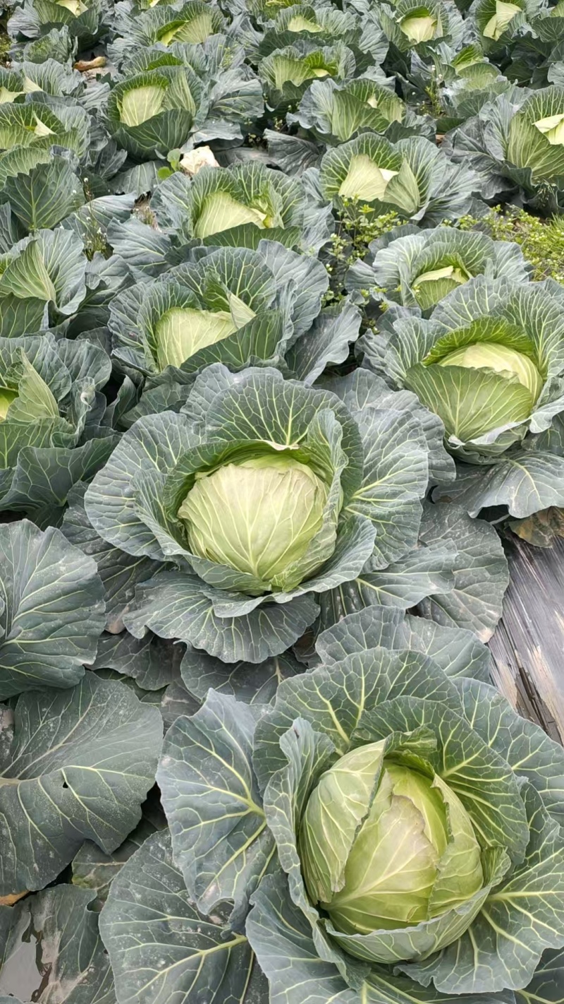 连花白，甘蓝大量有货
