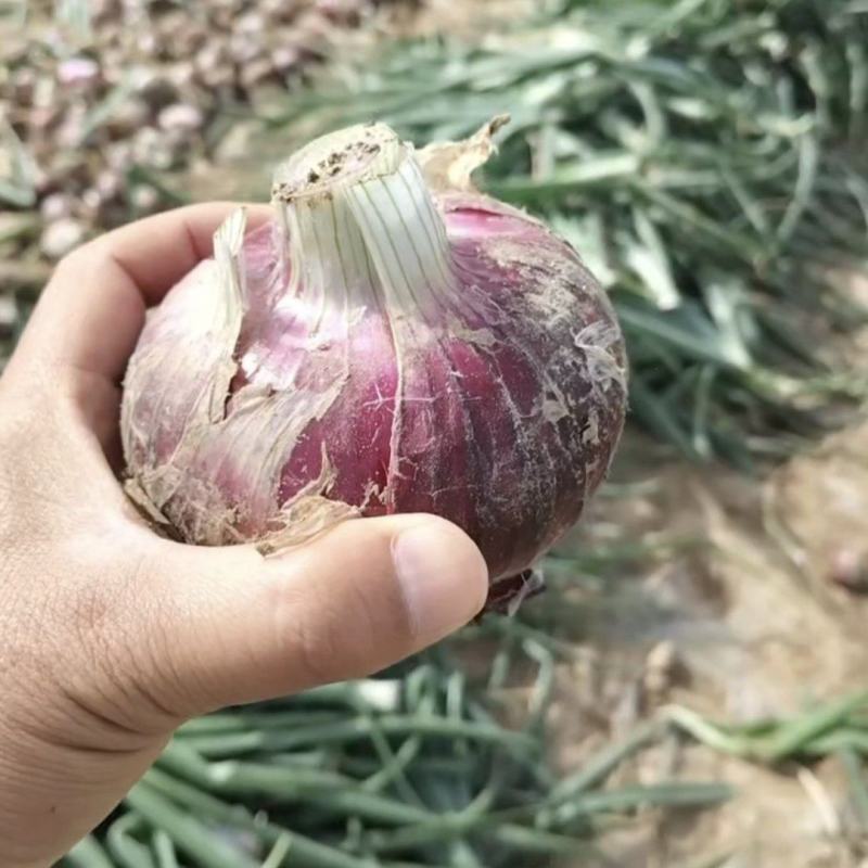 开封洋葱大量上市！个头饱满、产地直发，量大从优