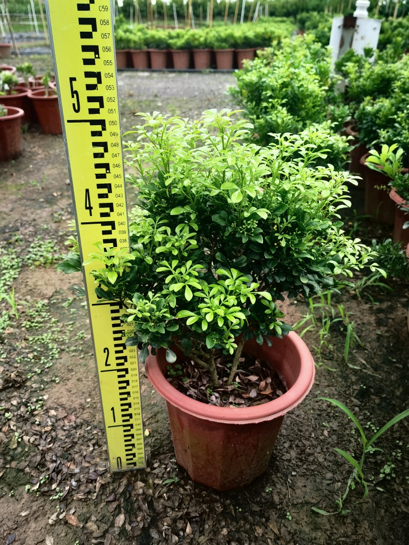 米兰丛生280