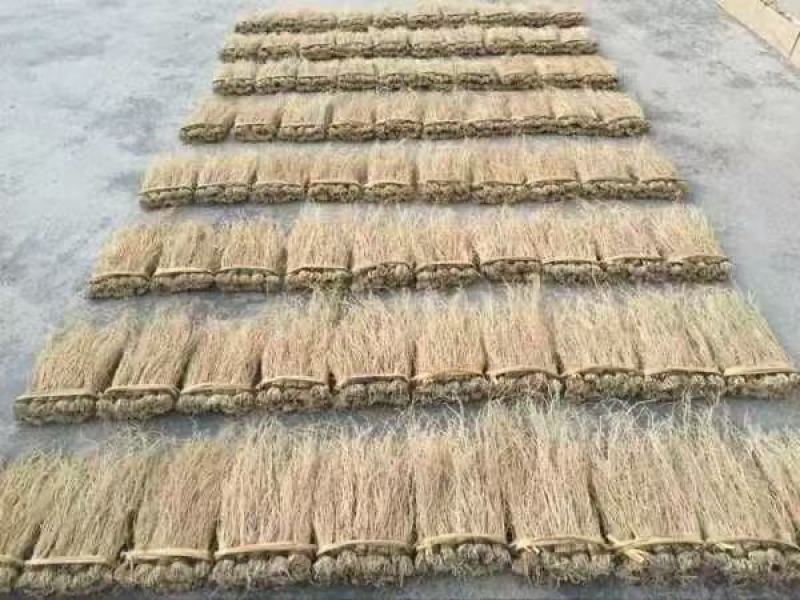 精品养肝草种植大户追求品质一手货源一年四季现挖现发保持货