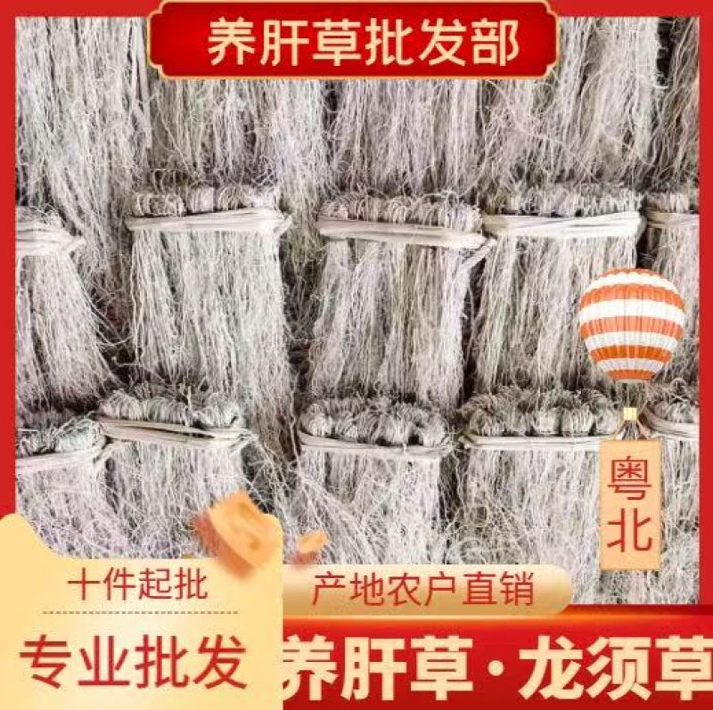 精品养肝草种植大户追求品质一手货源一年四季现挖现发保持货