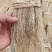 精品养肝草种植大户追求品质一手货源一年四季现挖现发保持货