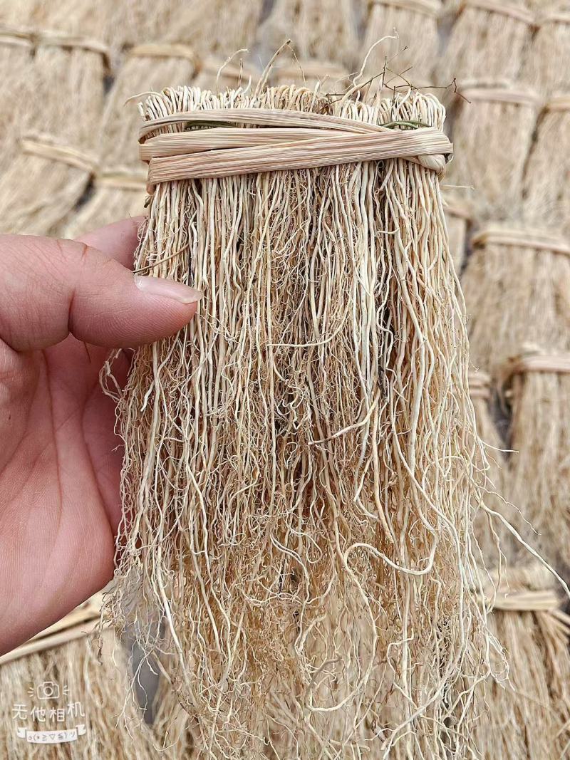 精品养肝草种植大户追求品质一手货源一年四季现挖现发保持货