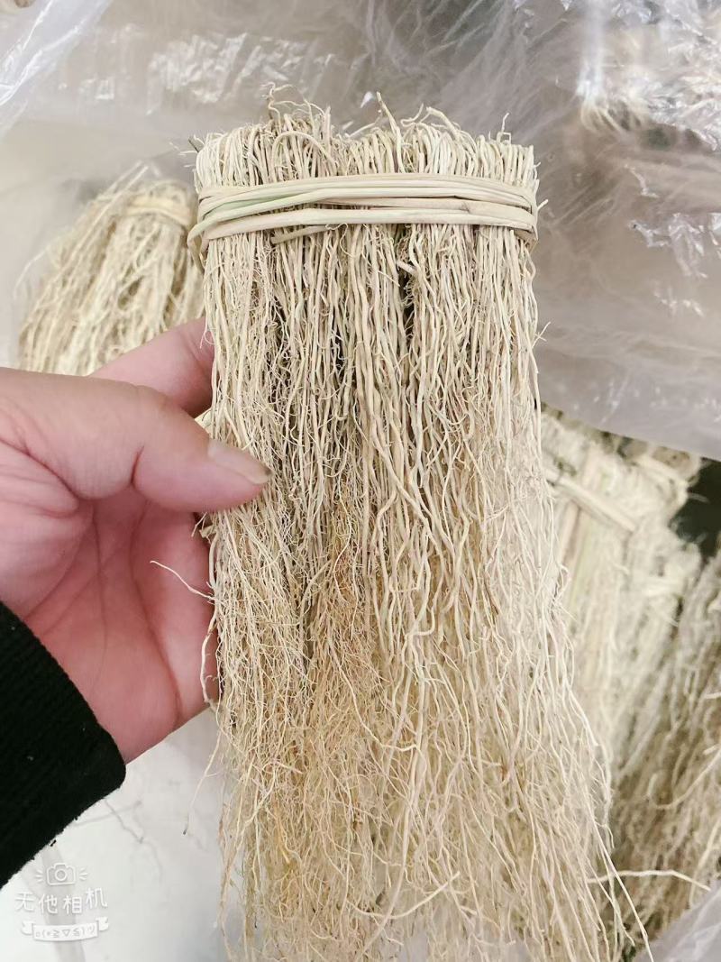 精品养肝草种植大户追求品质一手货源一年四季现挖现发保持货