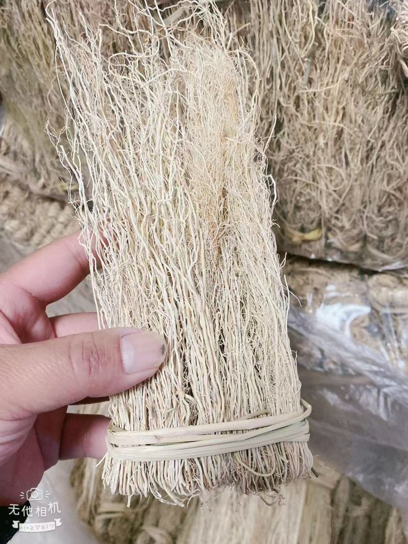 精品养肝草种植大户追求品质一手货源一年四季现挖现发保持货