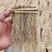 精品养肝草种植大户追求品质一手货源一年四季现挖现发保持货